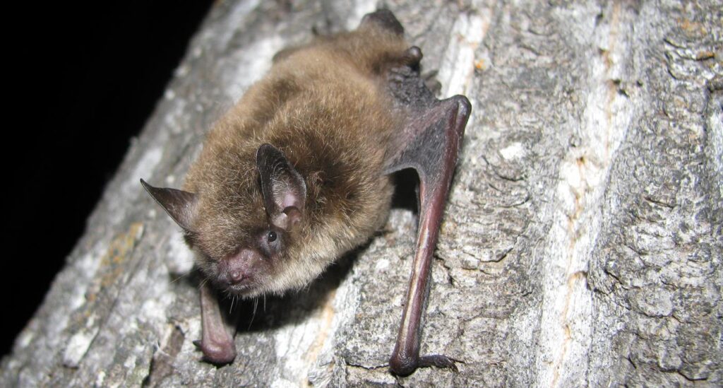 Going Batty!
